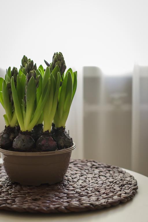 Saulys Apartment Druskininkai Phòng bức ảnh